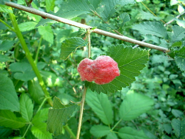 Galla: Tetraneura lanuginosum